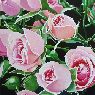 Rosas 2